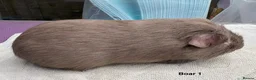 Guinea Pig rodents for sale: Lilac and Swiss - Advert 1