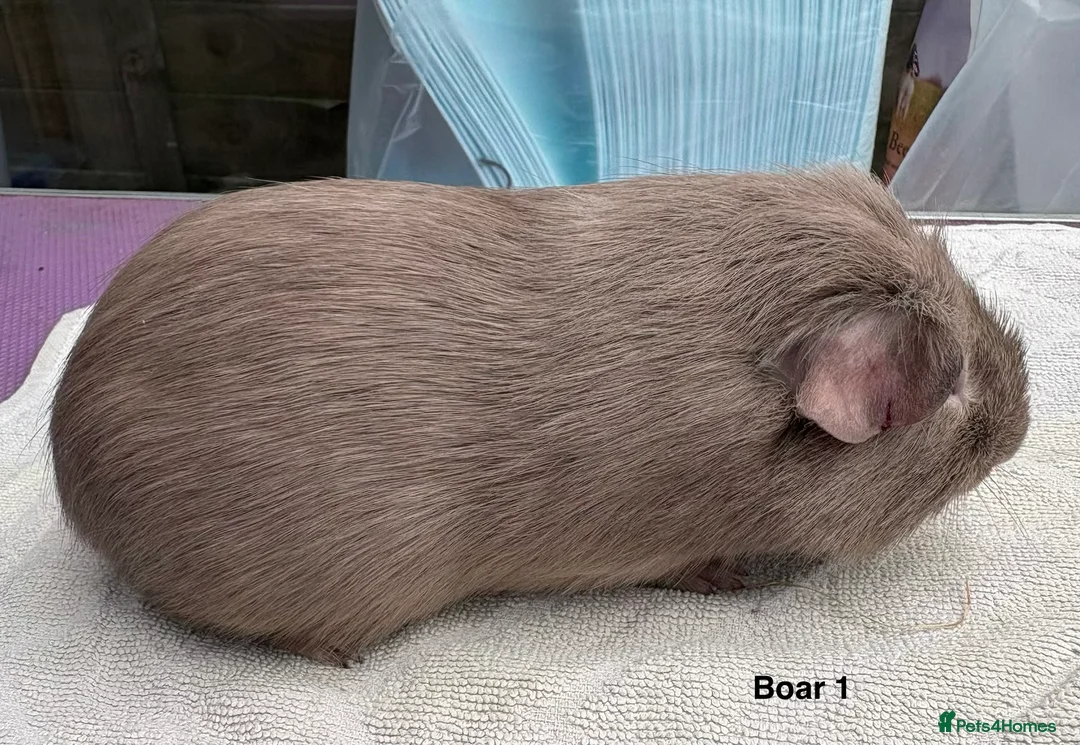 Guinea Pig rodents for sale: Lilac and Swiss - Advert 1