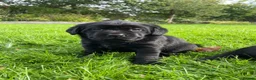 Labrador Retriever dogs for sale: Beautiful Black Labrador Puppies  in Lampeter - Advert 11