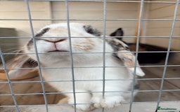 Mixed Breed rabbits for sale: Bonded Pair for rehome - Image 4