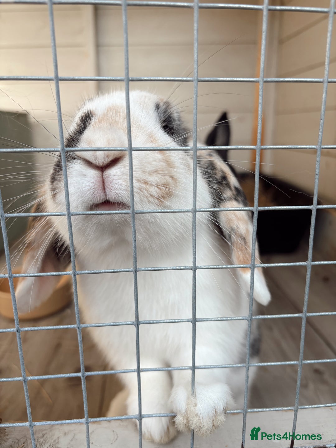 Mixed Breed rabbits for sale: Bonded Pair for rehome - Image 4