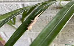 Gecko reptiles for sale: Mourning geckos  - Advert 4