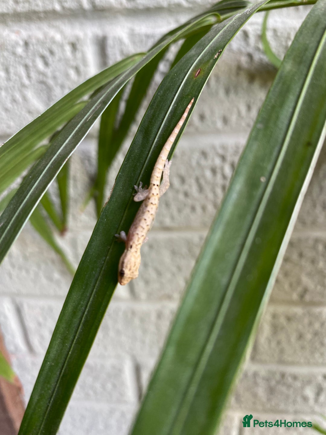 Gecko reptiles for sale: Mourning geckos  - Advert 4