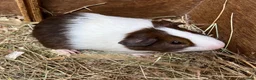 Guinea Pig rodents for sale: Male/Boar Guinea Pigs - Advert 6