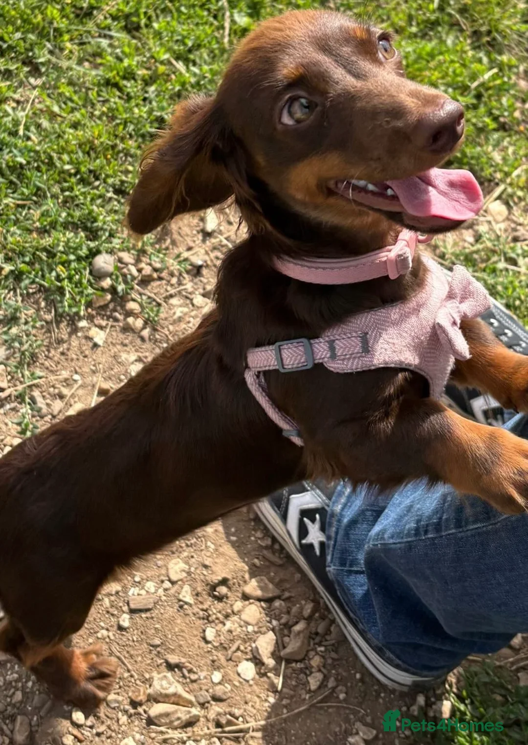 Miniature Dachshund dogs for sale: Short haired miniature dachshunds  - Advert 2