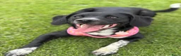 Sprollie dogs for sale: Betsy - Advert 4