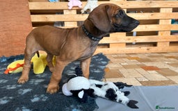 Rhodesian Ridgeback dogs for sale: Ridgeback: Chunky, Large Paws and Full Ridges  in Buckley - Image 20