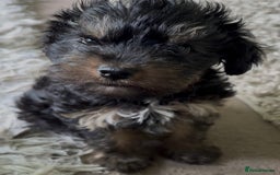Yorkiepoo dogs for sale: 1x Yorkiepoo F2 Girl Puppy remaining  - Image 14