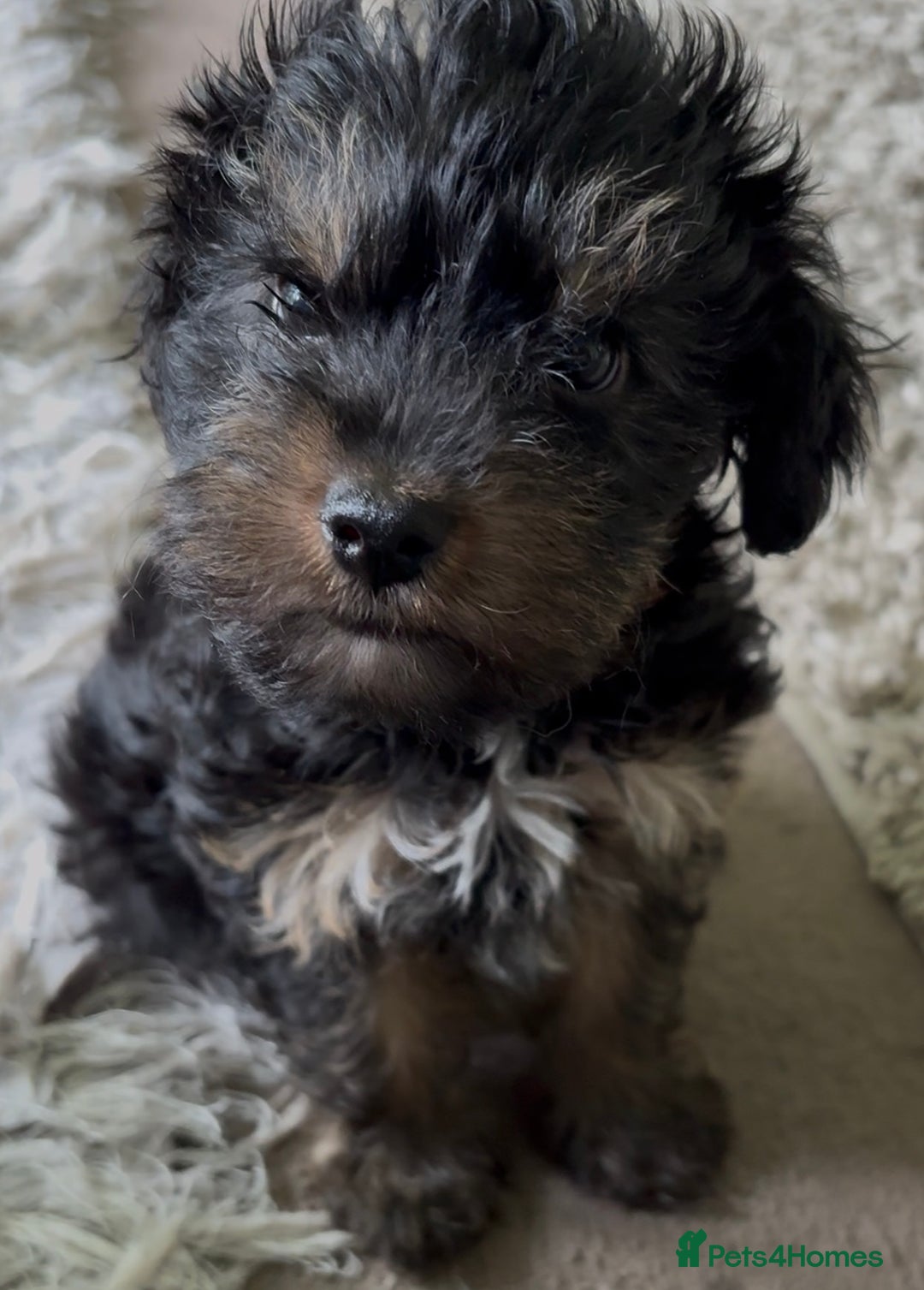 Yorkiepoo dogs for sale: 1x Yorkiepoo F2 Girl Puppy remaining  - Image 14