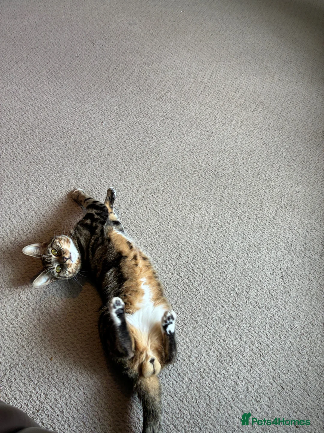 Mixed Breed cats for sale: Male Cat for Sale – 2 Years Old - Advert 2