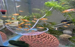 Platies fish for sale: Small platys for sale £1 each in Bromley - Image 4