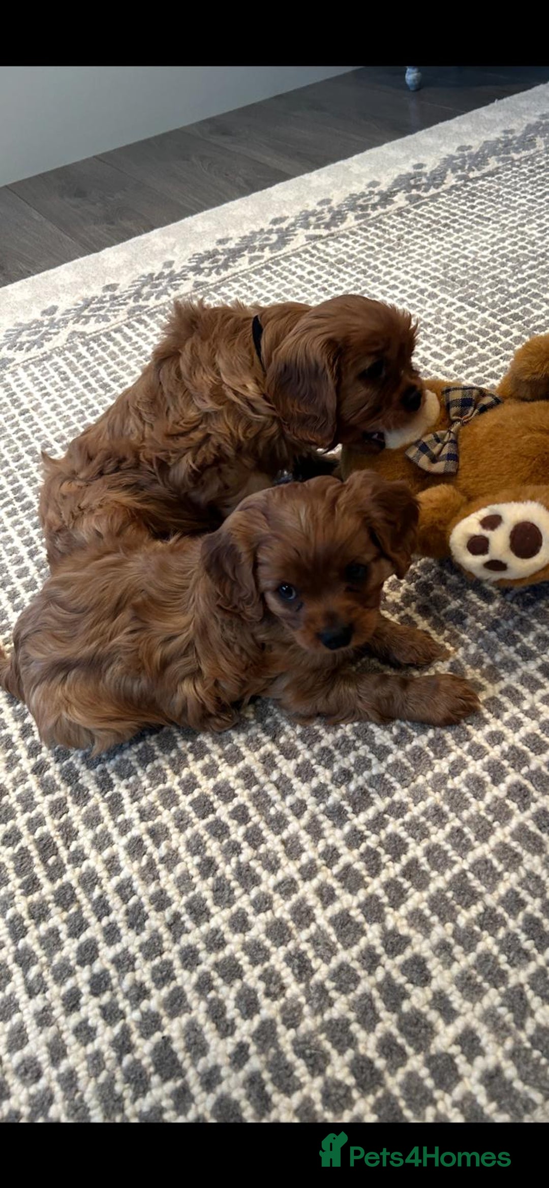 Cavalier King Charles Spaniel dogs for sale: Cavalier King Charles Spanial - Advert 4