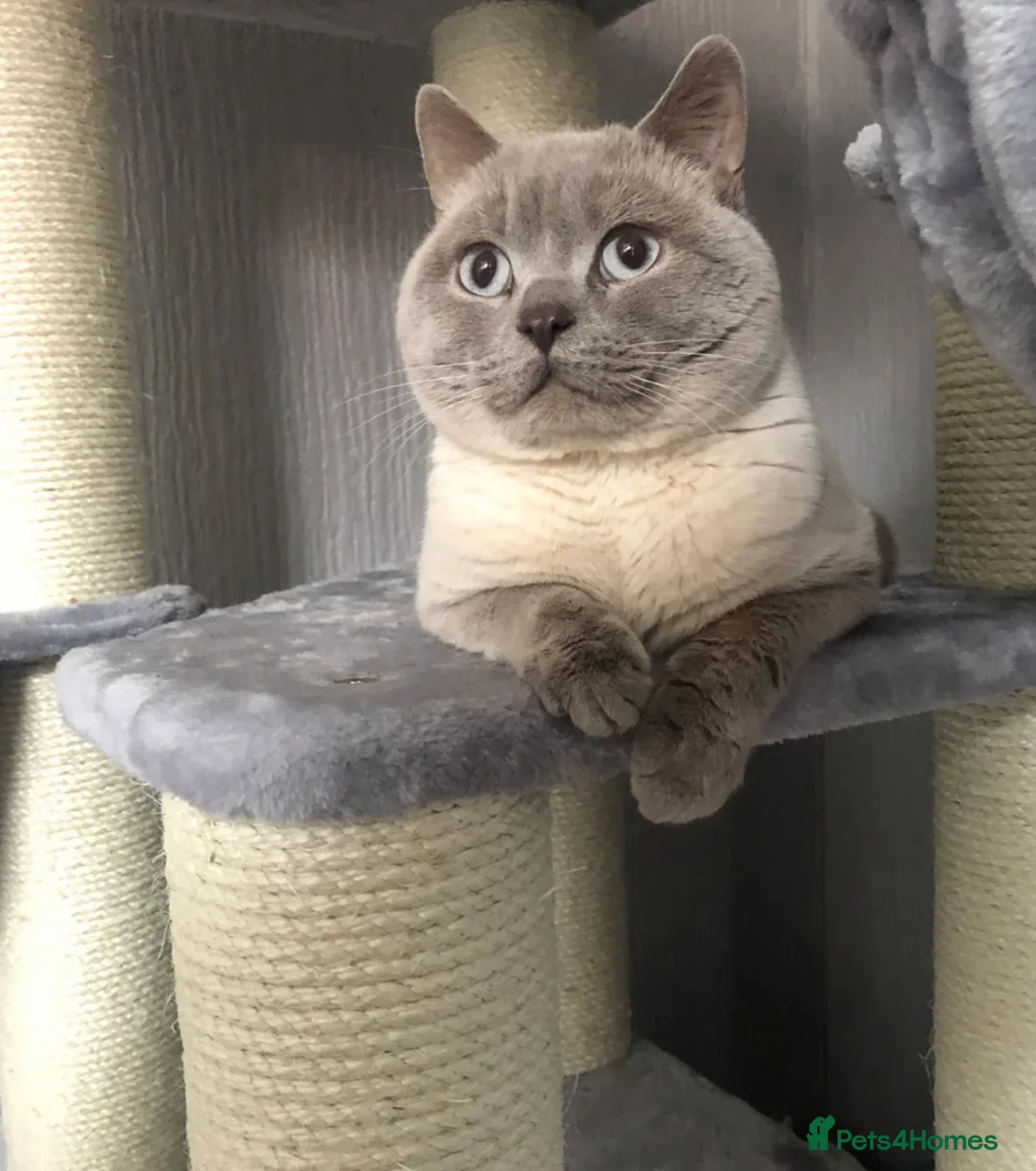 British Shorthair cats for sale: British Shorthair Kitten  in Barking - Advert 4