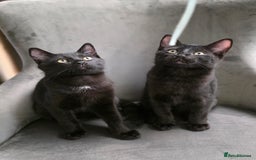 Mixed Breed cats for sale: Ragdoll cross male kitten - Image 7