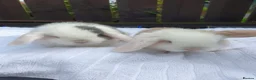 Mixed Breed rabbits for sale: Lion Lop x Vienna Lop Pet Bunnies  - Advert 4