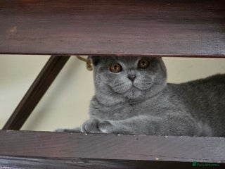 Scottish Fold cats - Advert 36