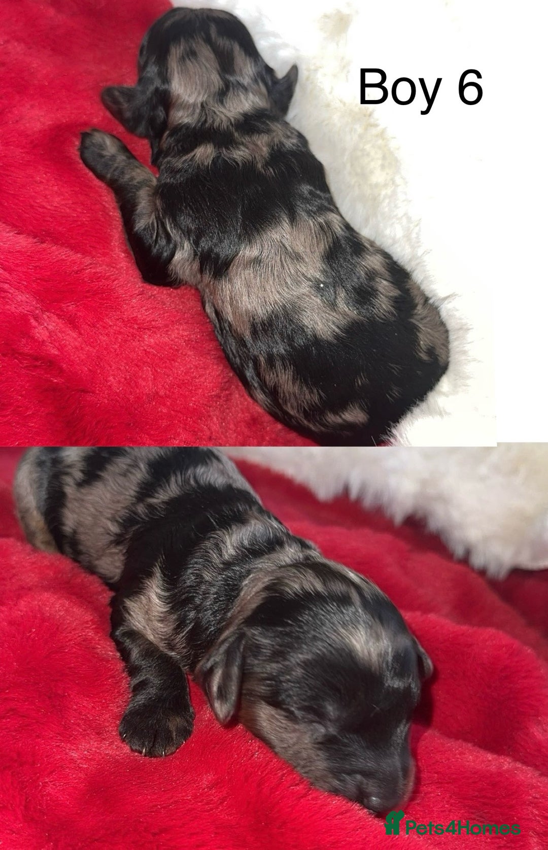 Cockapoo dogs for sale: F1B cockapoos (Merls & Solid Black) - Advert 7