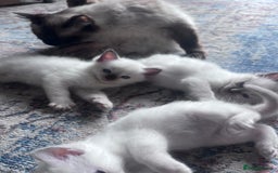Ragdoll cats for sale: Pure breed ragdolls - Image 11