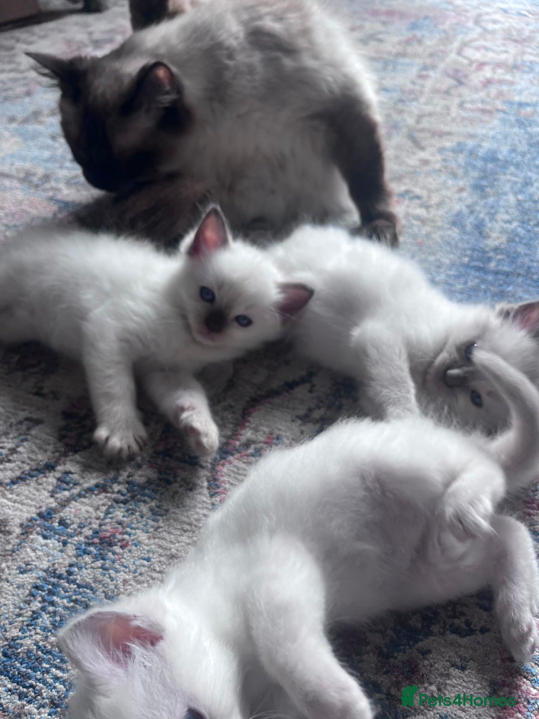 Ragdoll cats for sale: Pure breed ragdolls - Image 11