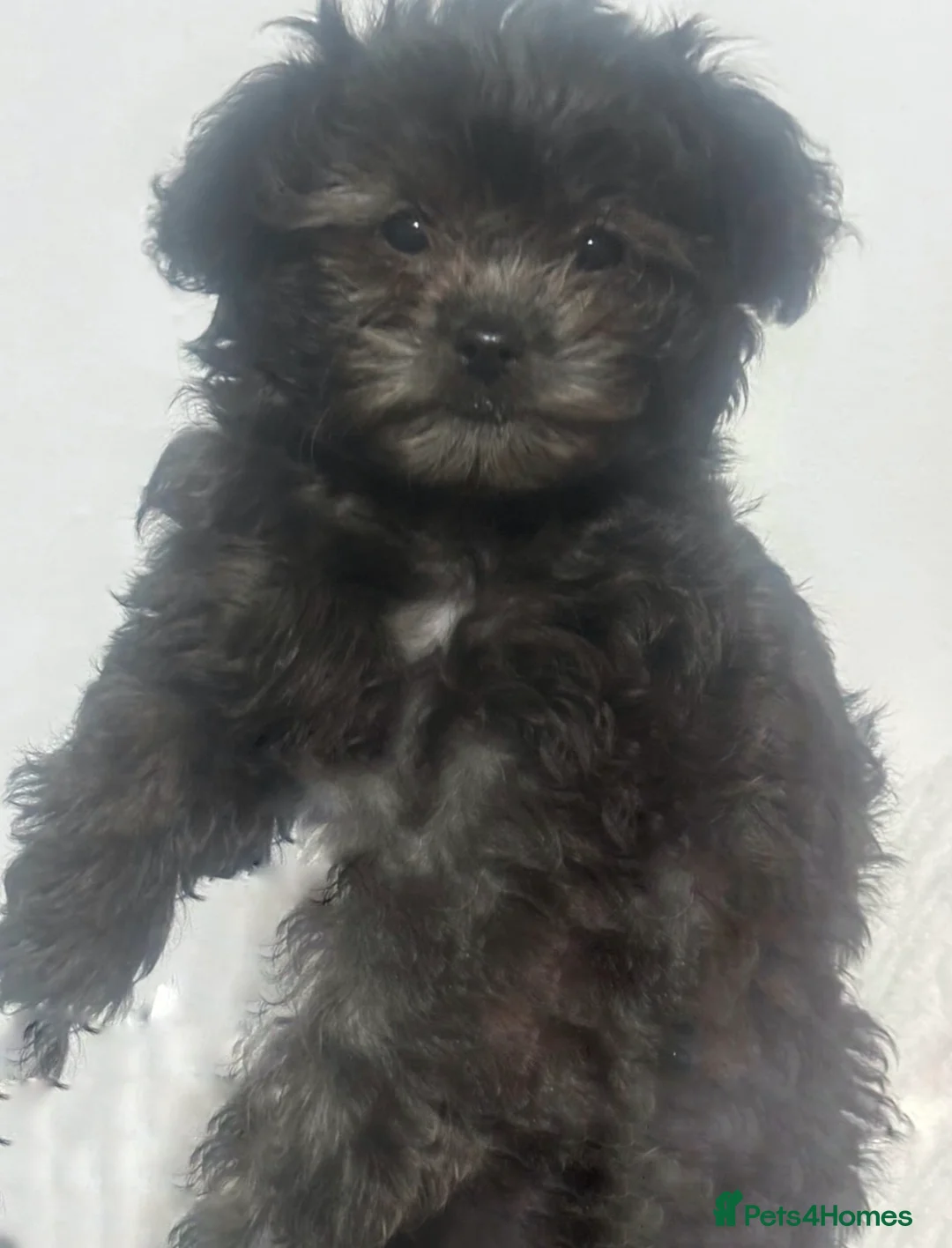 Chipoo dogs for sale: For sale 2 stunning female Chipoo’s - Advert 8