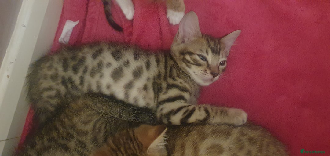 Bengal cats for sale: Bengal kittens for sale - Image 7