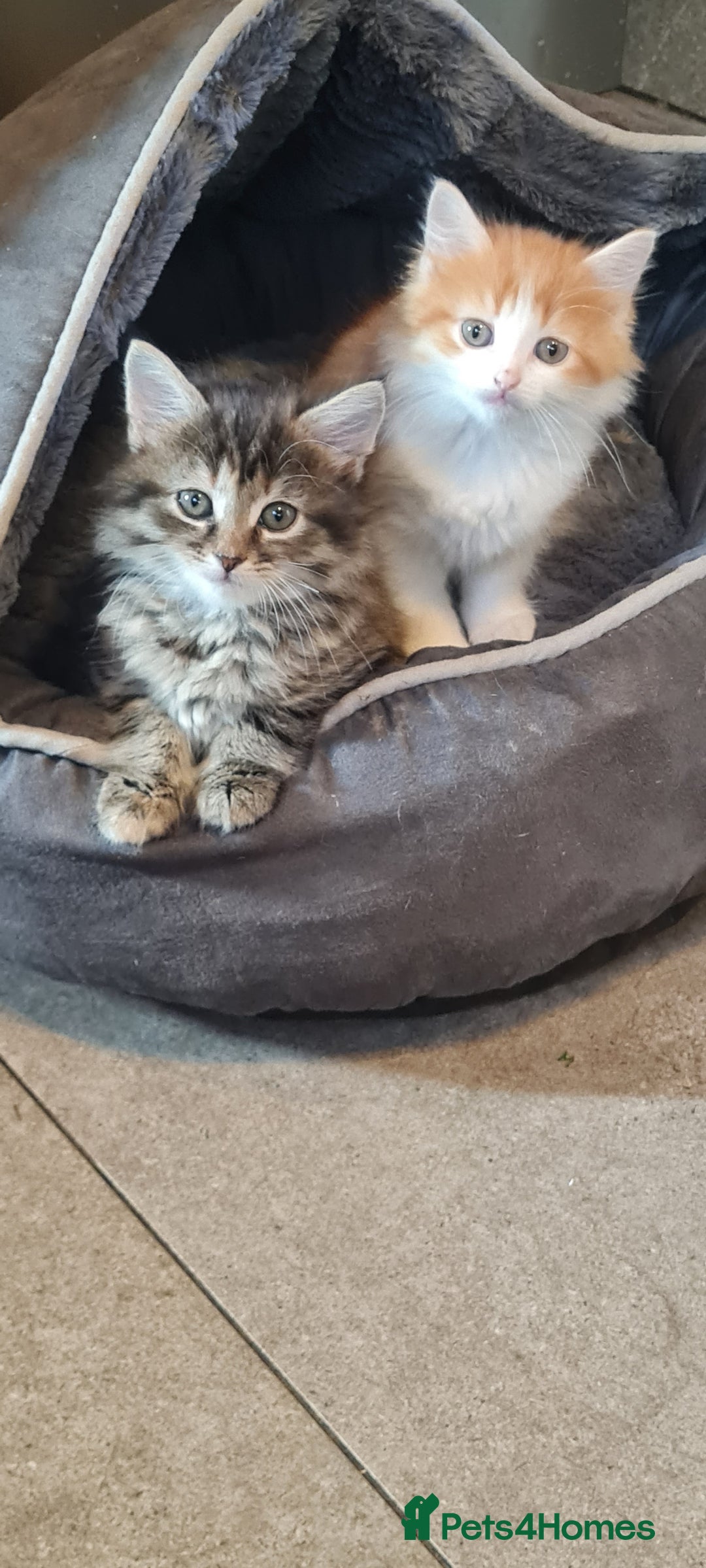 Mixed Breed cats for sale:  2 fluffy female kittens  - Image 1