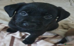 Mixed Breed dogs for sale: Beautiful mixed labrador rottweiler puppies  - Image 3