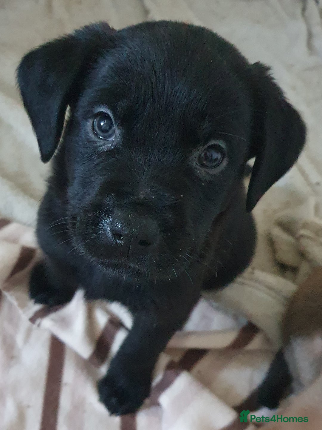 Mixed Breed dogs for sale: Beautiful mixed labrador rottweiler puppies  - Image 3