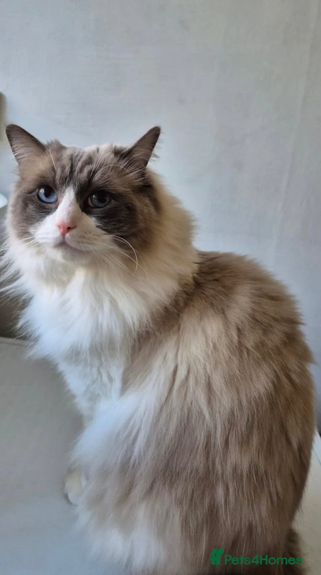 Ragdoll cats for sale: Beautiful male ragdoll  in Luton - Advert 7