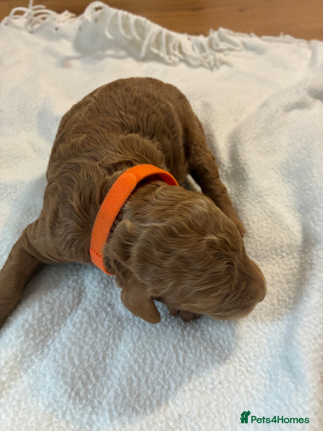 Mini Goldendoodle dogs for sale: Stunning Mini Goldendoodles - Advert 11