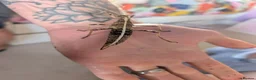 Stick Insects invertebrates for sale: Sunny stick insects in Salisbury - Advert 1
