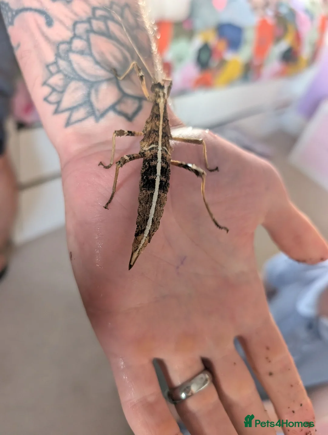 Stick Insects invertebrates for sale: Sunny stick insects in Salisbury - Advert 1