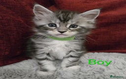 Maine Coon cats for sale: 1 Maine Coon kitten boy. - Image 19