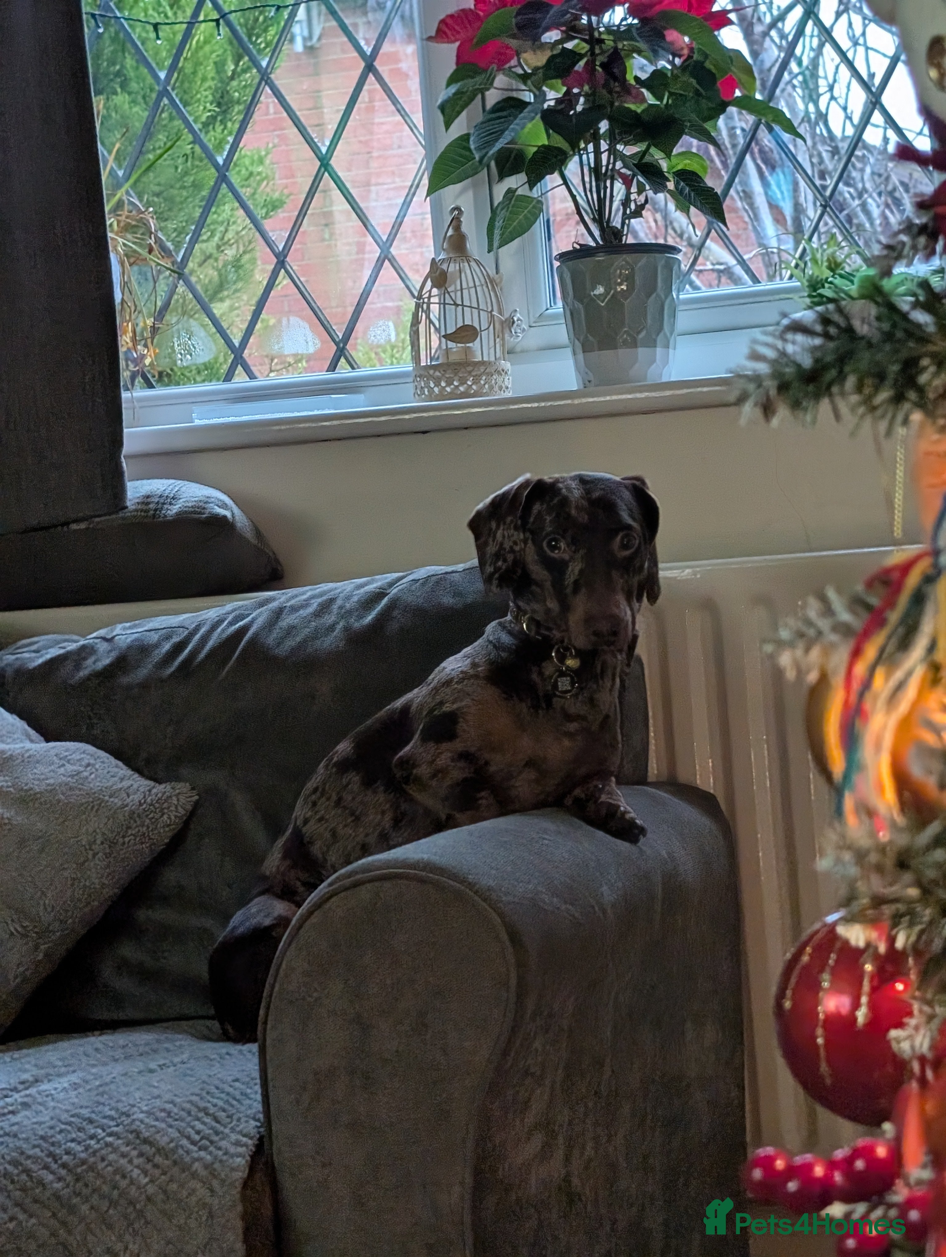 Dachshund dogs Rolo,  - Advert 14