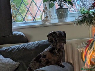 Dachshund dogs Rolo, - Advert 1