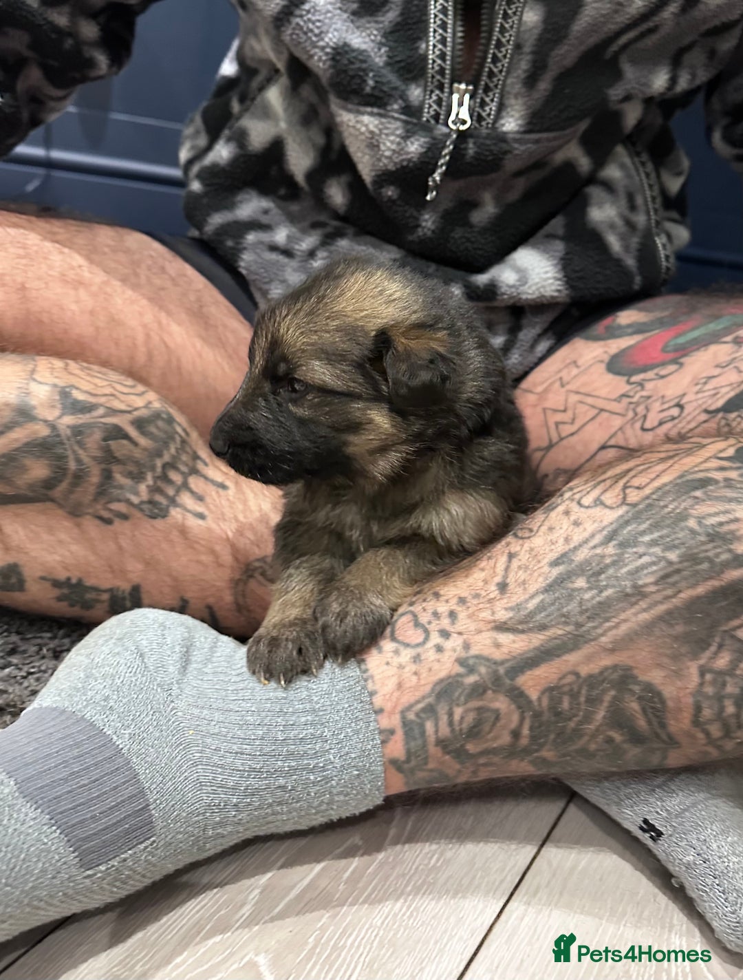 German Shepherd dogs for sale: Beautiful purebred German shepherd puppies - Image 21