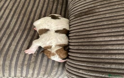 Jackapoo dogs for sale: @@GORGEOUS JACKAPOO PUPPIES@@ - Image 17