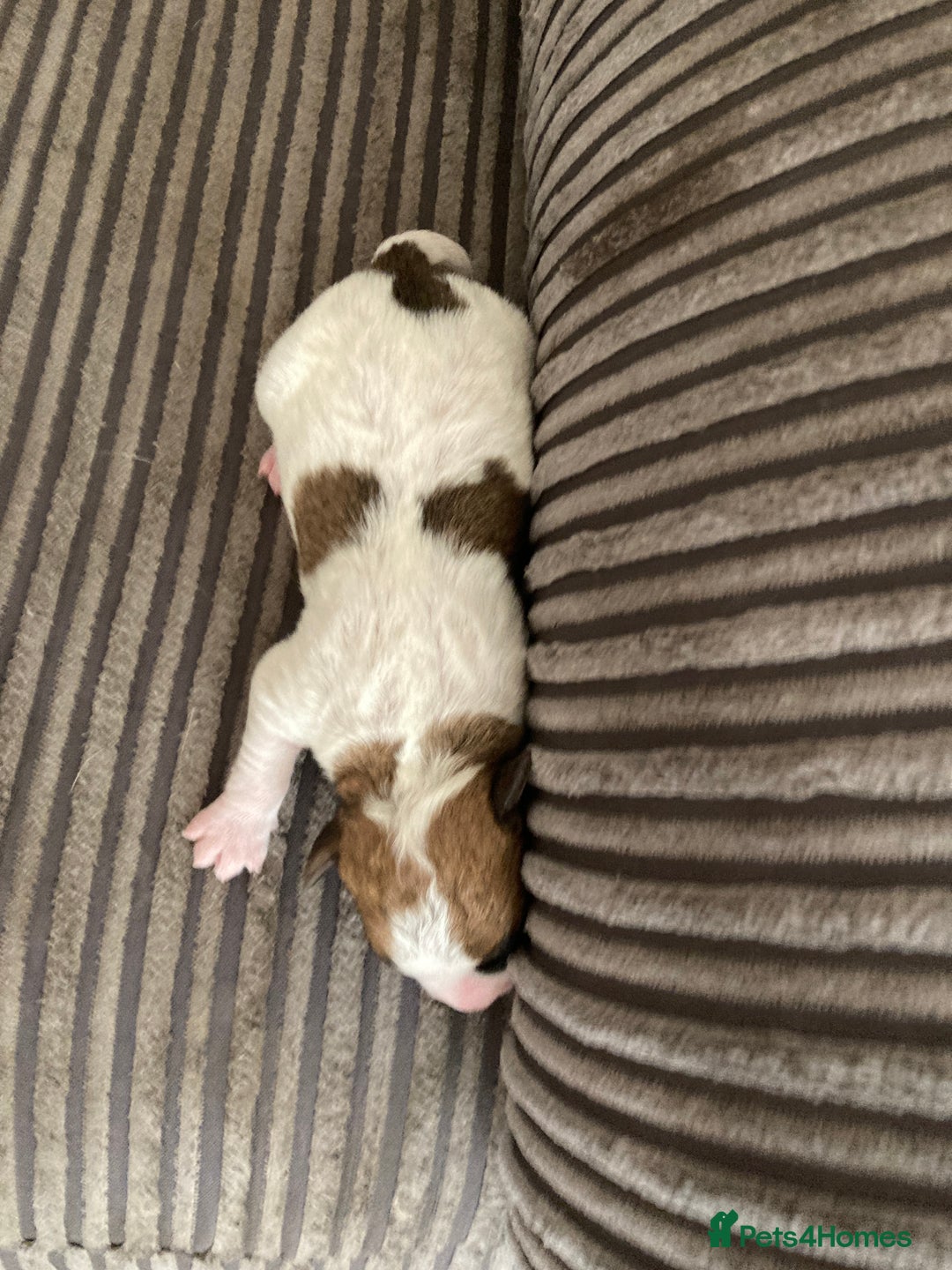 Jackapoo dogs for sale: @@GORGEOUS JACKAPOO PUPPIES@@ - Image 17