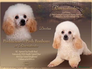 Toy Poodle dogs in Hoddesdon - Advert 33