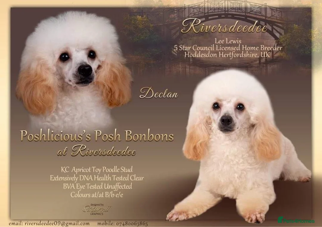 Toy Poodle dogs for stud: KC REG TINY TOY POODLE STUD  in Hoddesdon - Advert 1