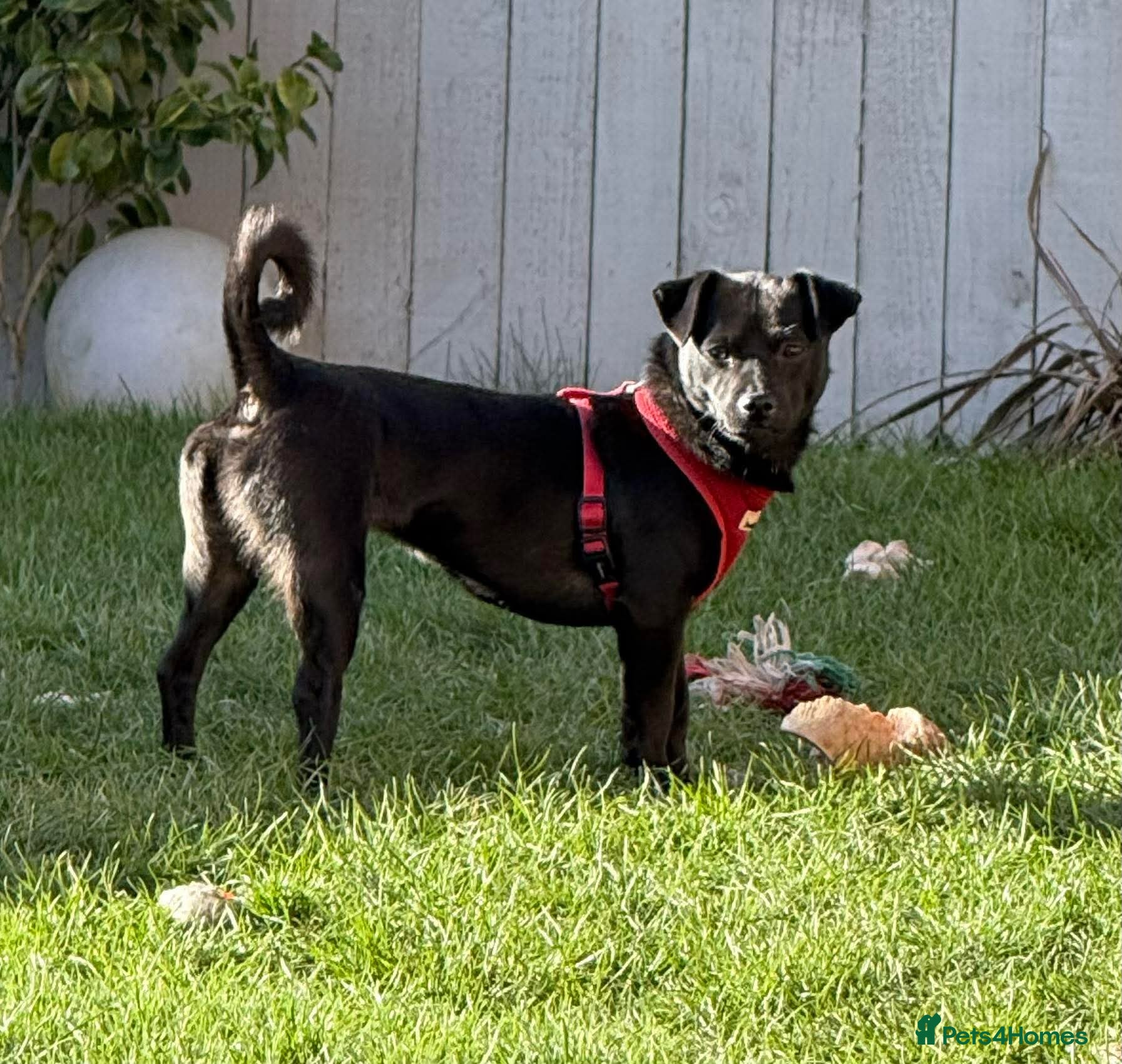 Mixed Breed dogs Kuro  - Advert 5