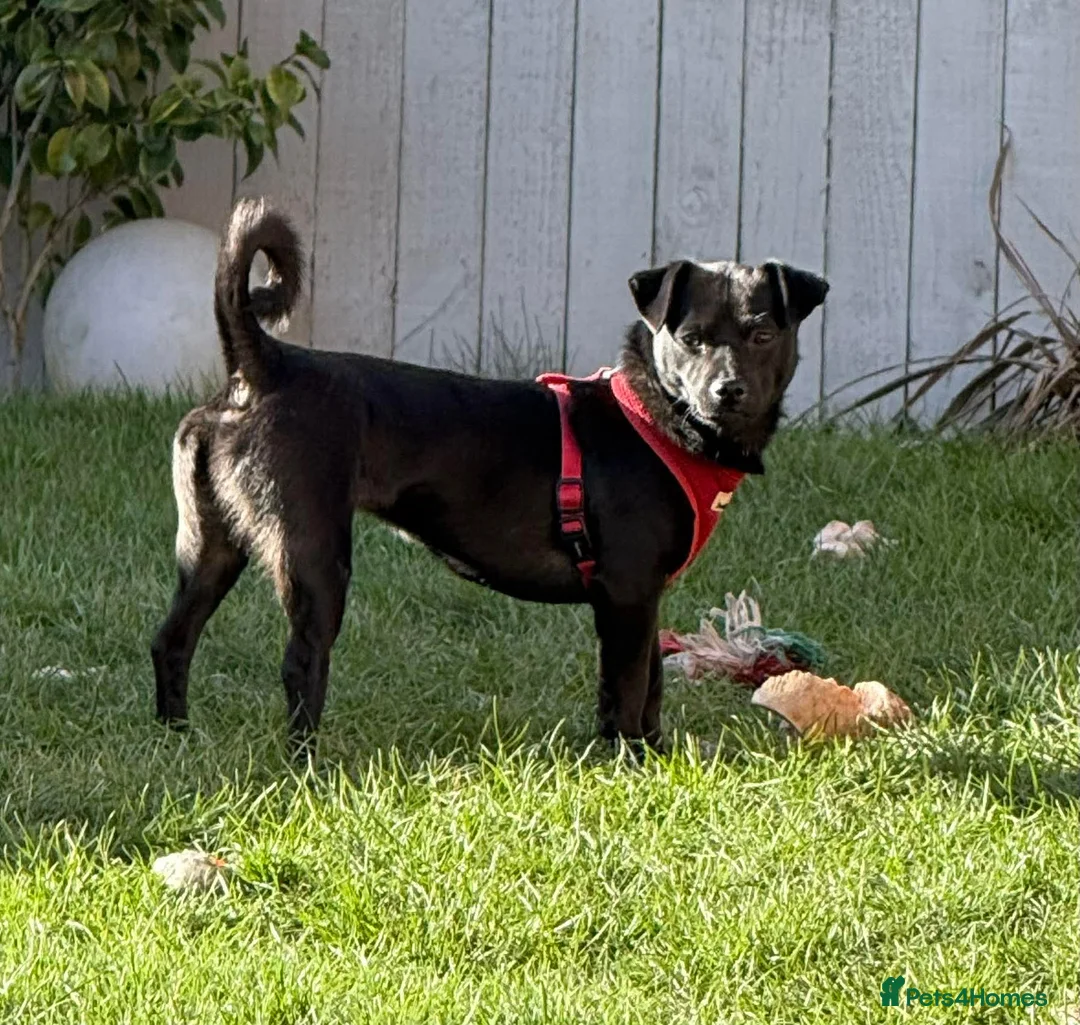 Mixed Breed dogs for adoption: Kuro  - Advert 1