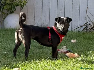 Mixed Breed dogs Kuro - Advert 5