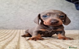 Miniature Dachshund dogs for sale: 💜Stunning miniature daschunds babys💜 - Image 4