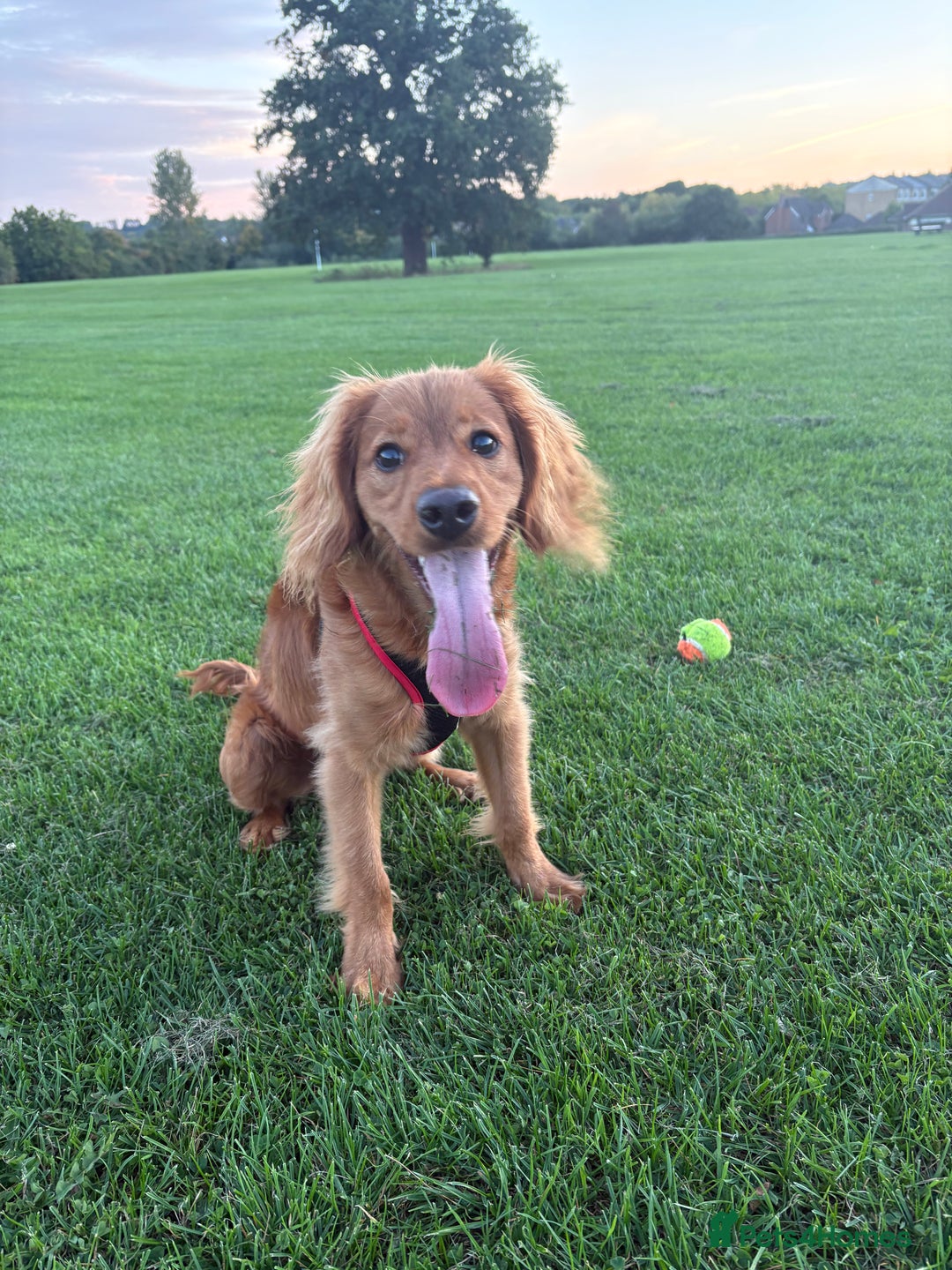 Cavapoo dogs for sale: Cavapoo 1 year old puppy  - Advert 3