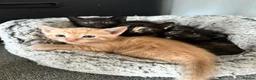 Domestic Shorthair cats for sale: Beautiful kittens - Advert 34