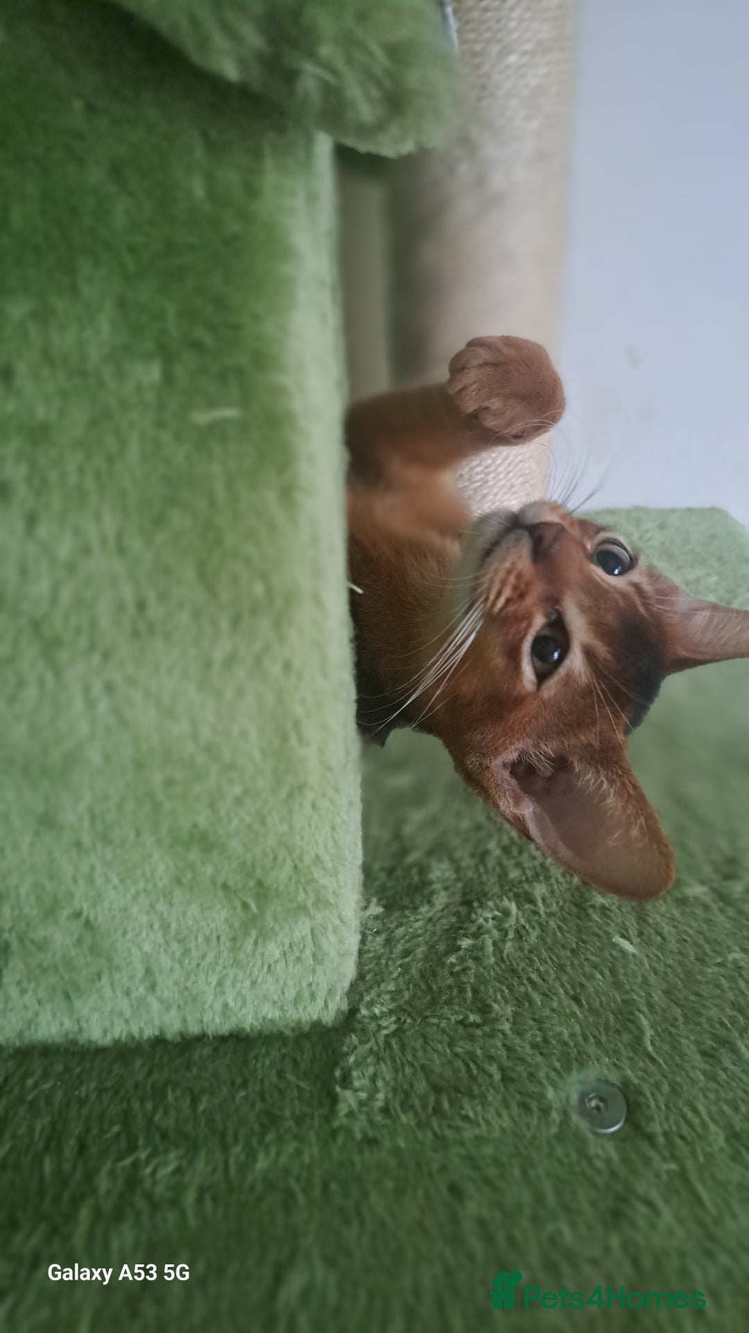 Abyssinian cats for sale: 5✨TICA Beautiful Abyssinian Kittens - Image 3