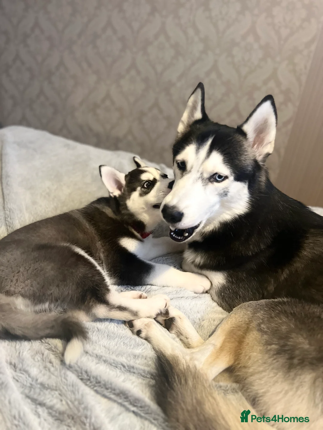 Siberian Husky dogs for sale: Siberian Husky - Advert 5