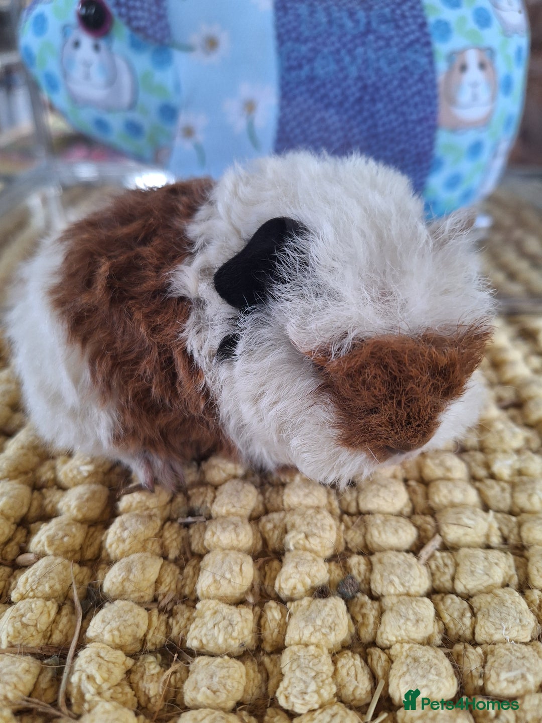 Guinea Pig rodents for sale: Pure Breed Merino pups  - Advert 4