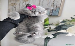 British Shorthair cats for sale: OUTSTANDING🏆PEDIGREE🎖CH SIRED in Dudley - Image 11